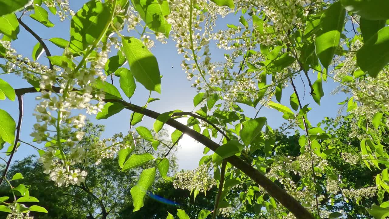 向下移动的树枝覆盖着盛开的鸟樱桃树的白色花朵视频下载