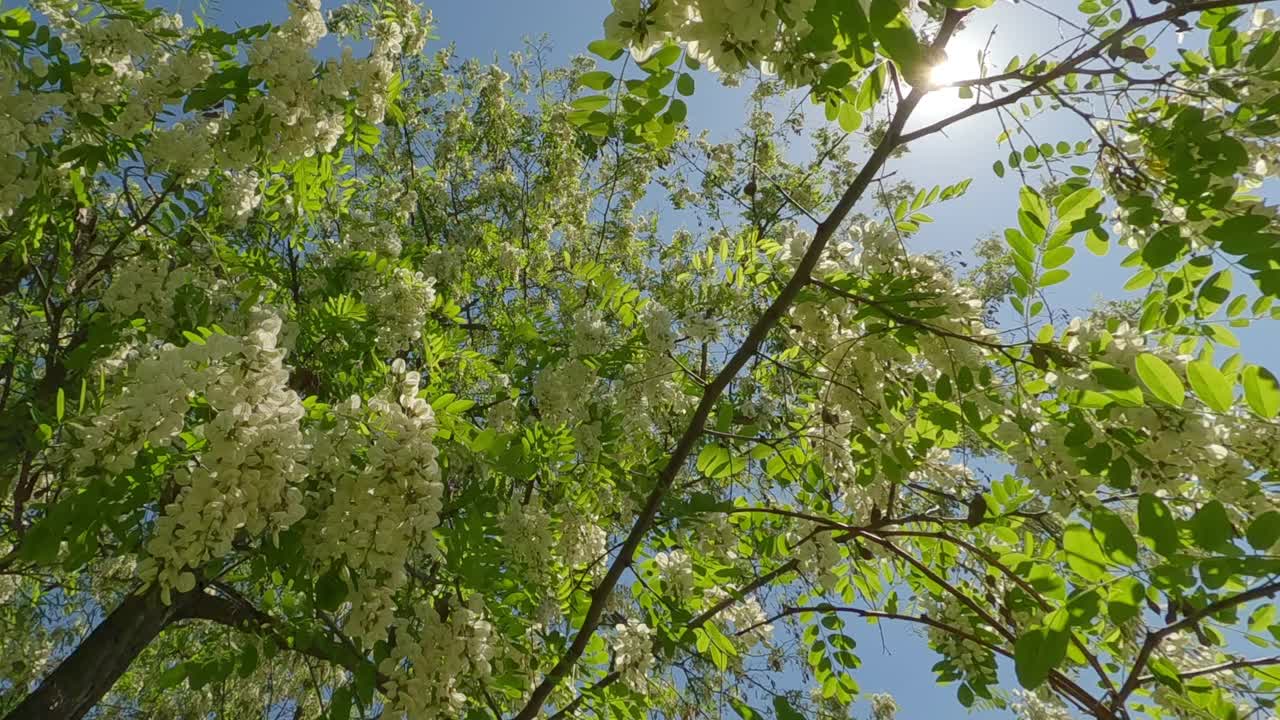 底图，刺槐开花树白花特写视频素材