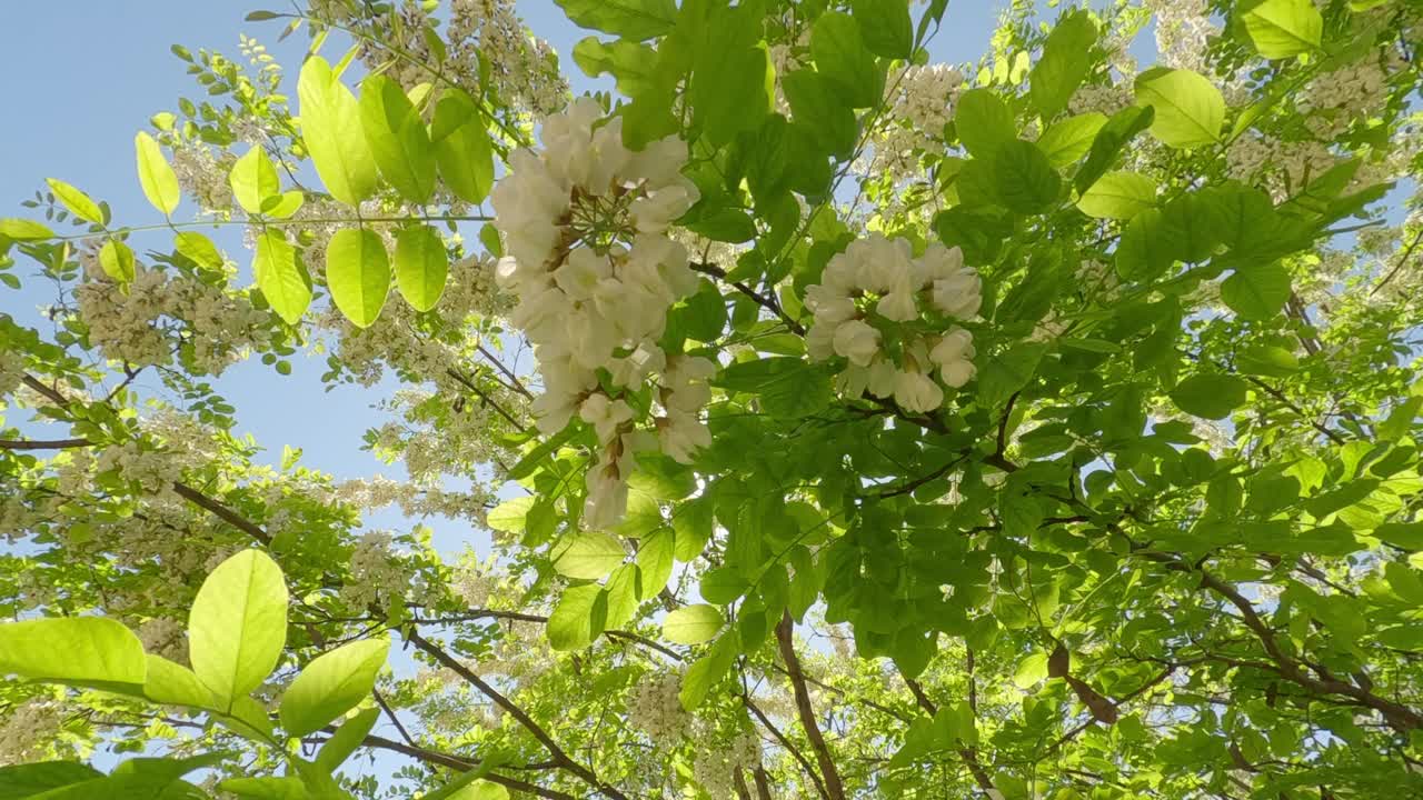 金合欢树的白花在阳光下穿过树冠，背光视频素材