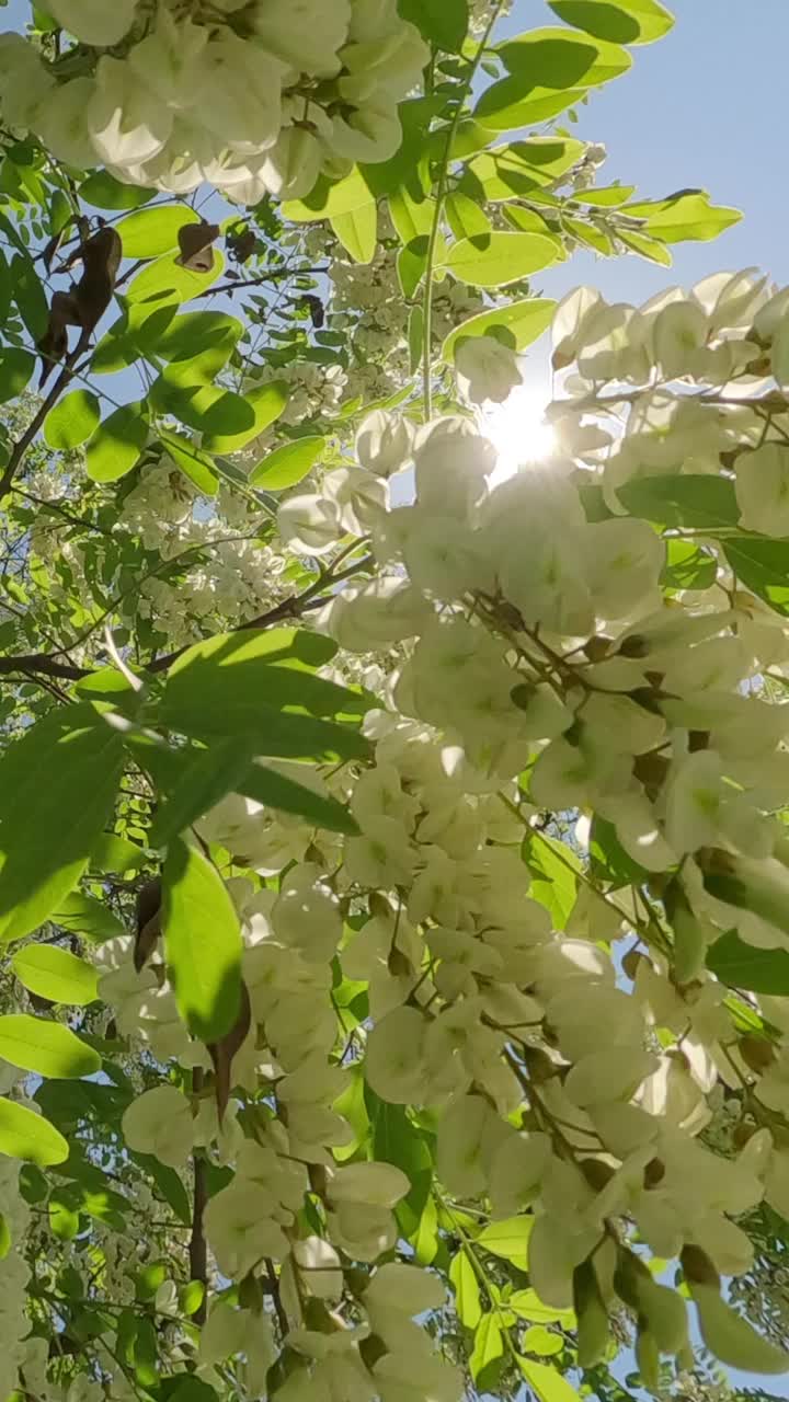 刺槐开花树树冠上白花的底图视频下载