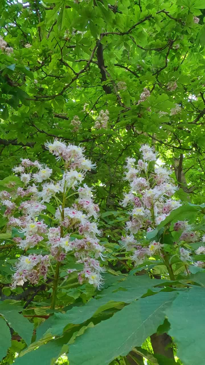 全景花序与开花栗树，慢动作视频素材