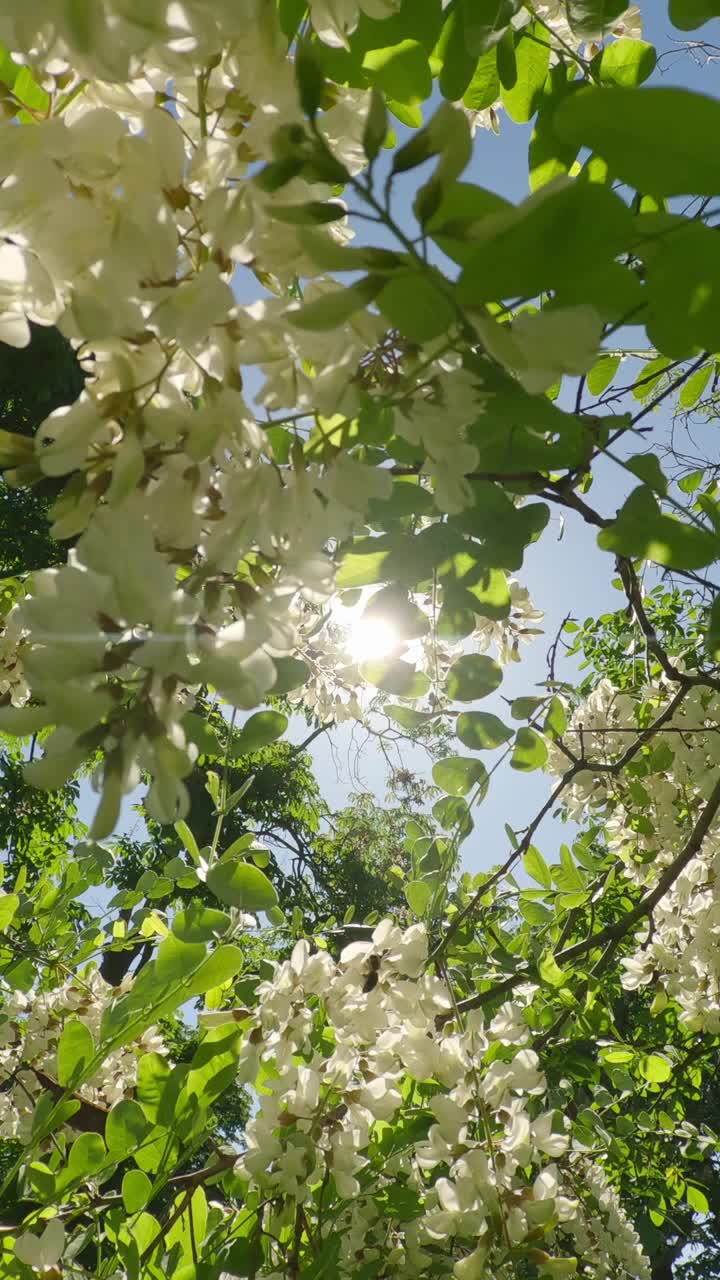 慢动作从白花开花的假金合欢树回来视频素材