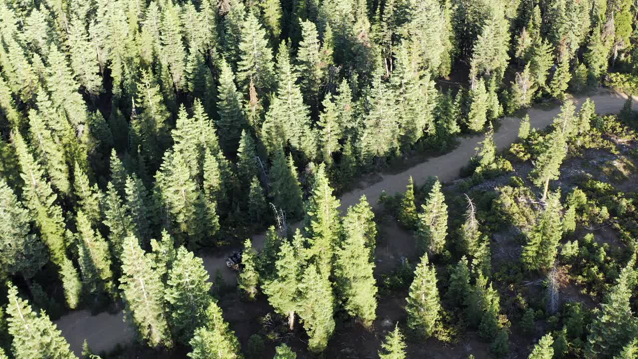 在有大树的森林道路上行驶视频素材