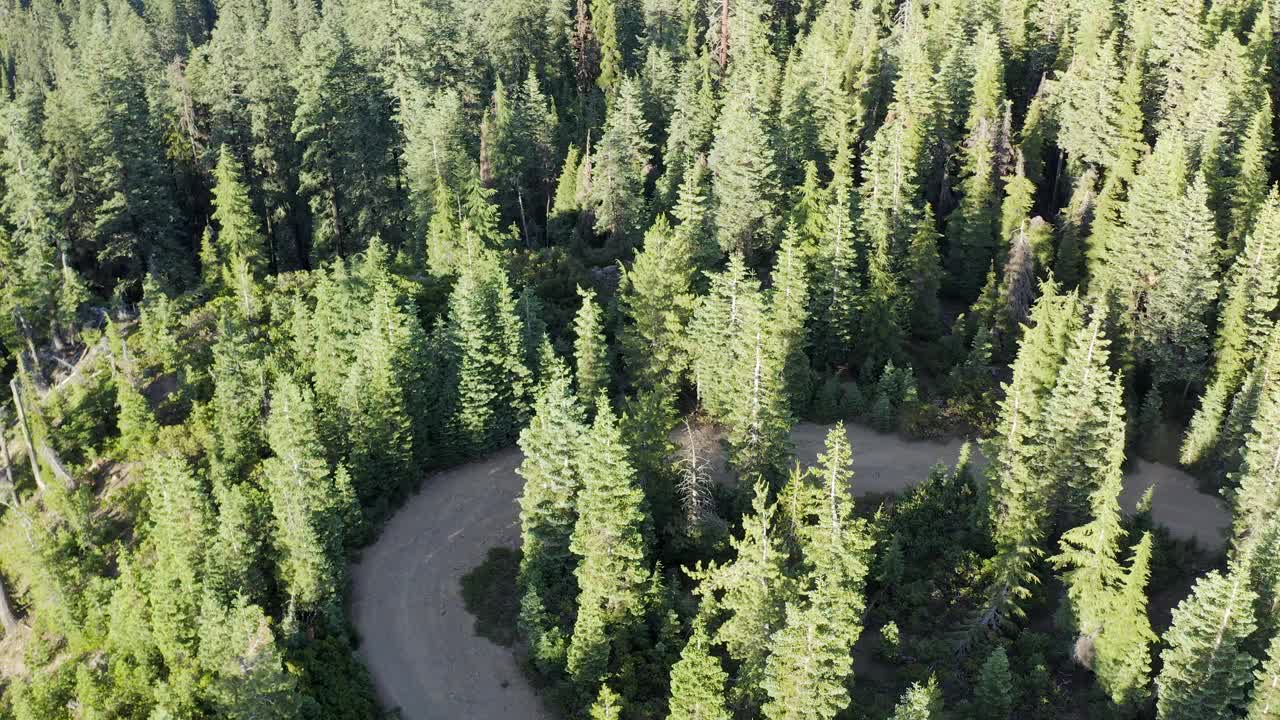 在有大树的森林道路上行驶视频素材