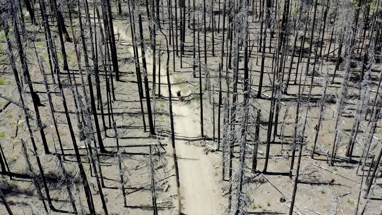 森林土路穿过一个古老的燃烧区，数百棵死树仍然矗立着视频下载