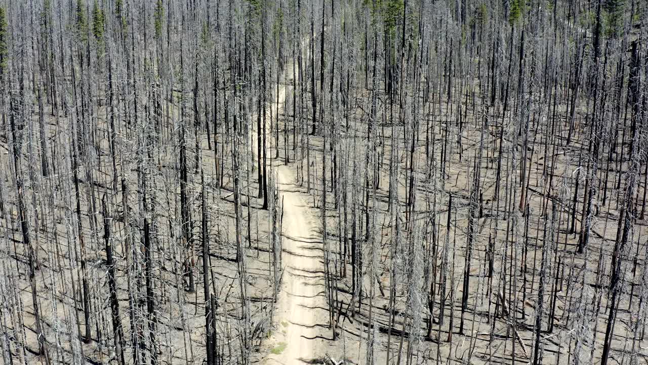 森林土路穿过一个古老的燃烧区，数百棵死树仍然矗立着视频素材