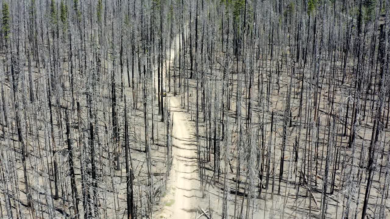 森林土路穿过一个古老的燃烧区，数百棵死树仍然矗立着视频下载