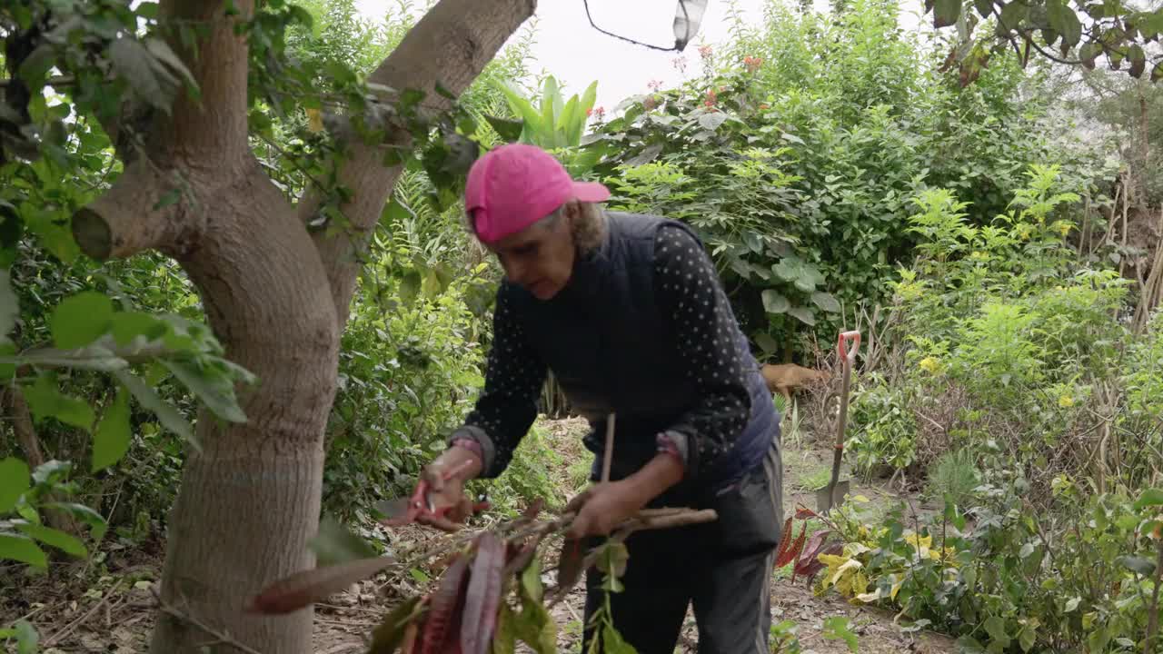 一位女农民正在剪掉植物的坏叶子视频素材