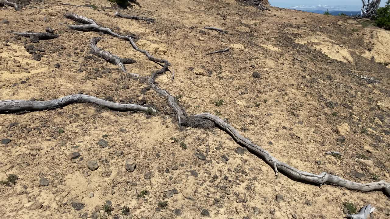 火山口湖国家公园里一棵孤零零的树的长根。视频下载