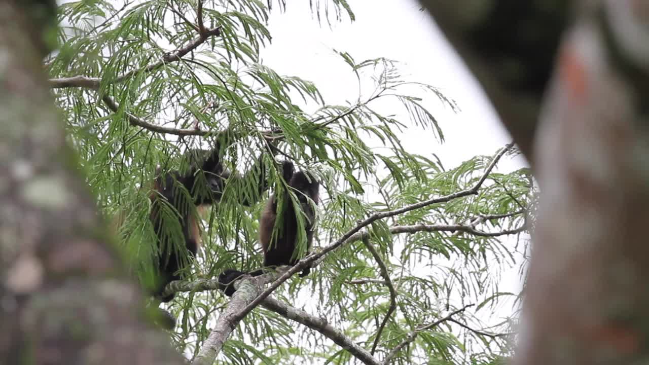 哥斯达黎加提拉兰的吼猴。视频下载