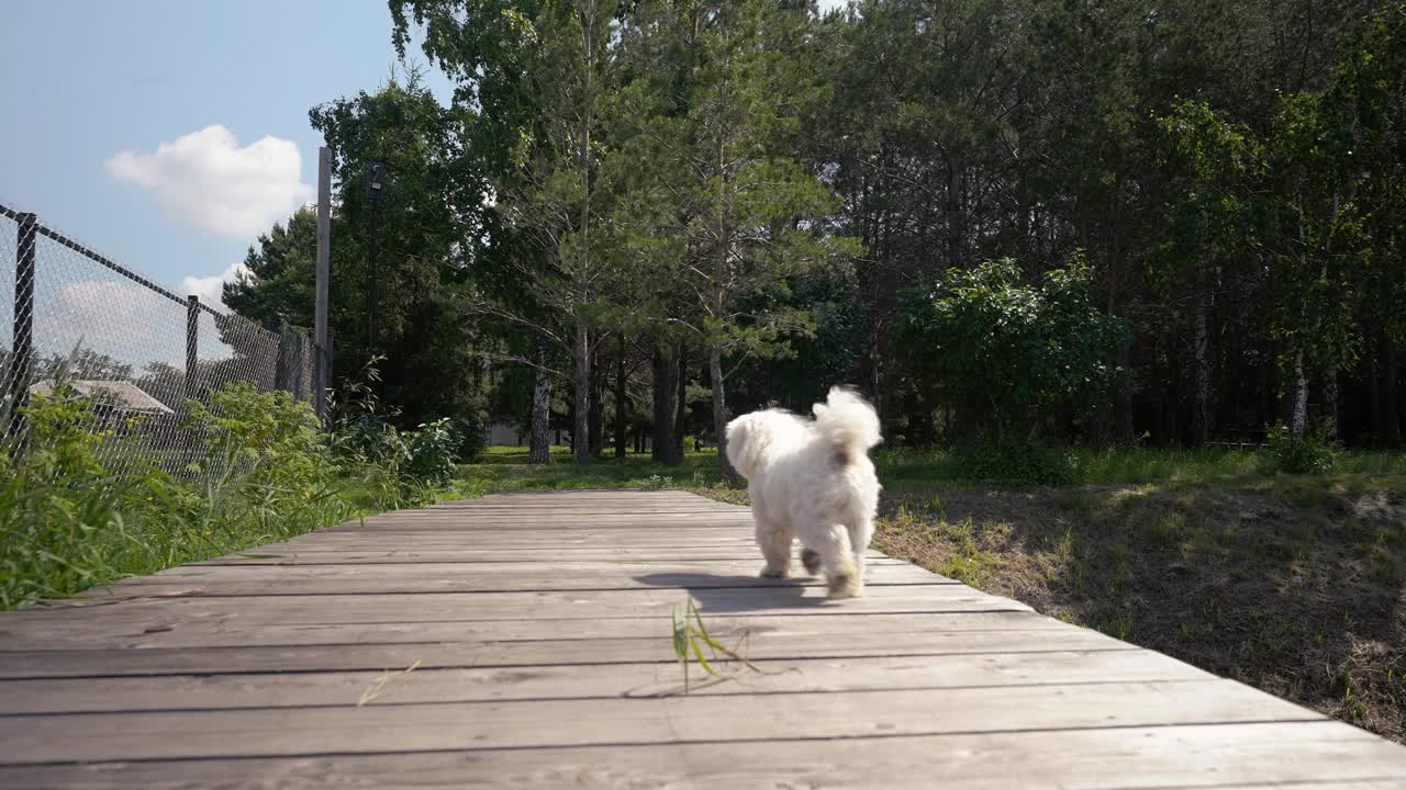 一只穿着白色外套的棉花狗在木平台上奔跑的低镜头视频下载