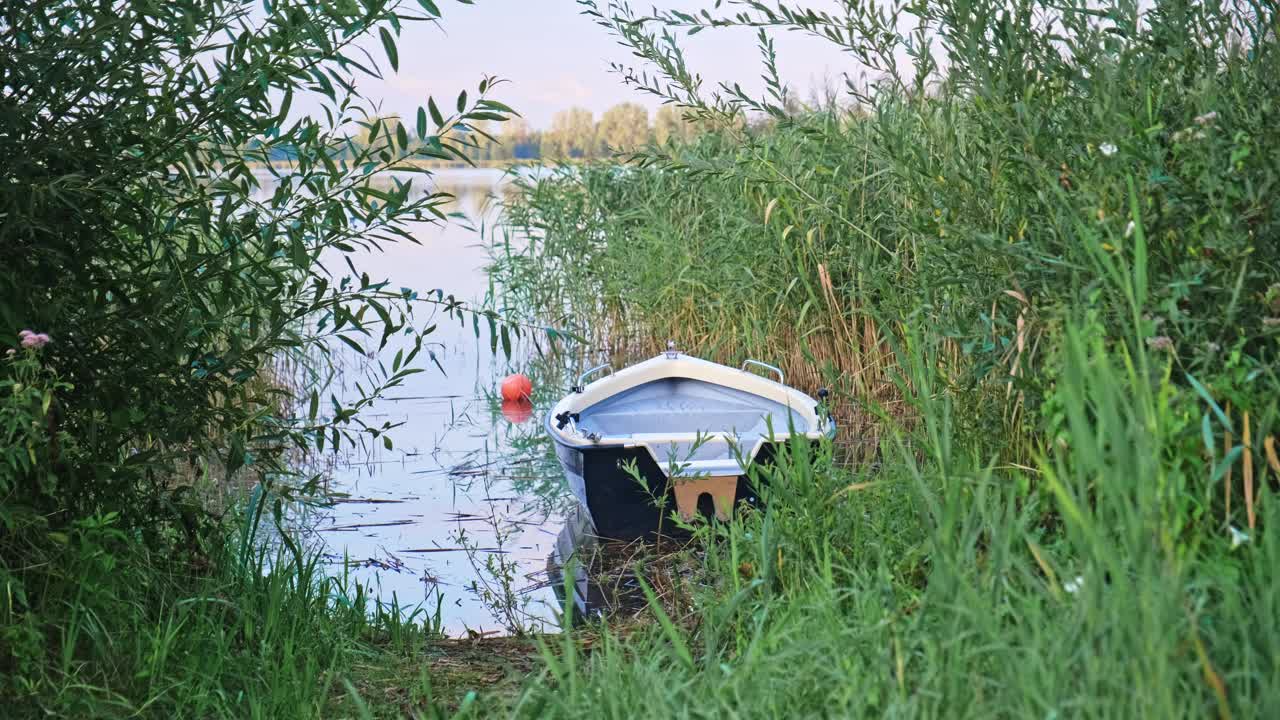 划艇停泊在芦苇床灯芯草在宁静的湖岸视频下载