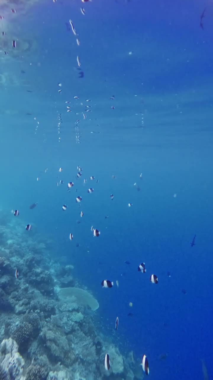 热带蓝海中条纹鱼和珊瑚礁的海洋风光。垂直镜头视频下载