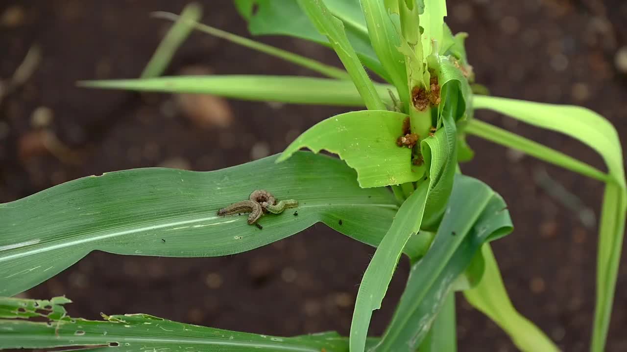 在玉米地里，粘虫侵染玉米叶片视频素材