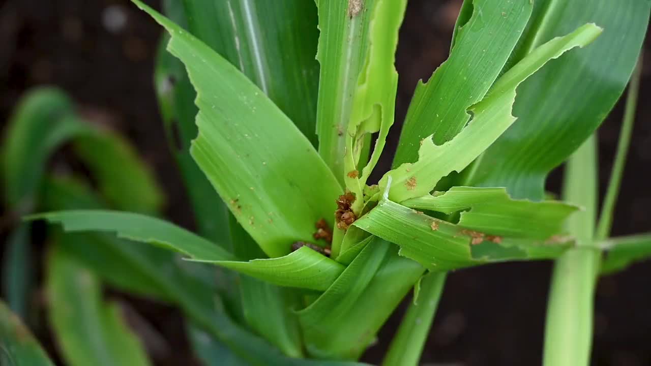 在玉米地里，粘虫侵染玉米叶片视频素材