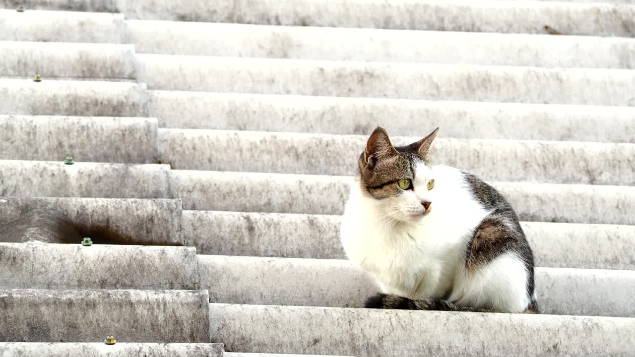 一只猫正坐在屋顶上视频下载