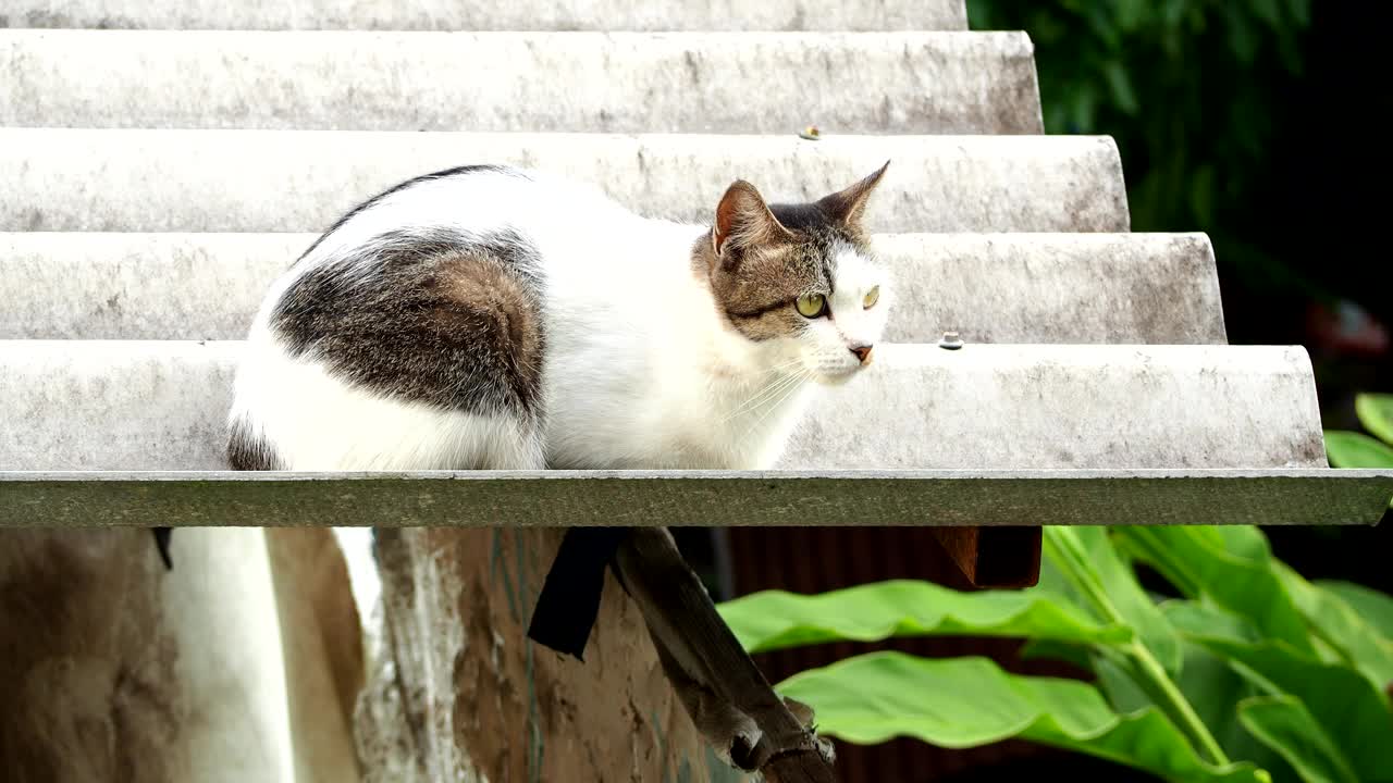 一只猫正坐在屋顶上视频素材