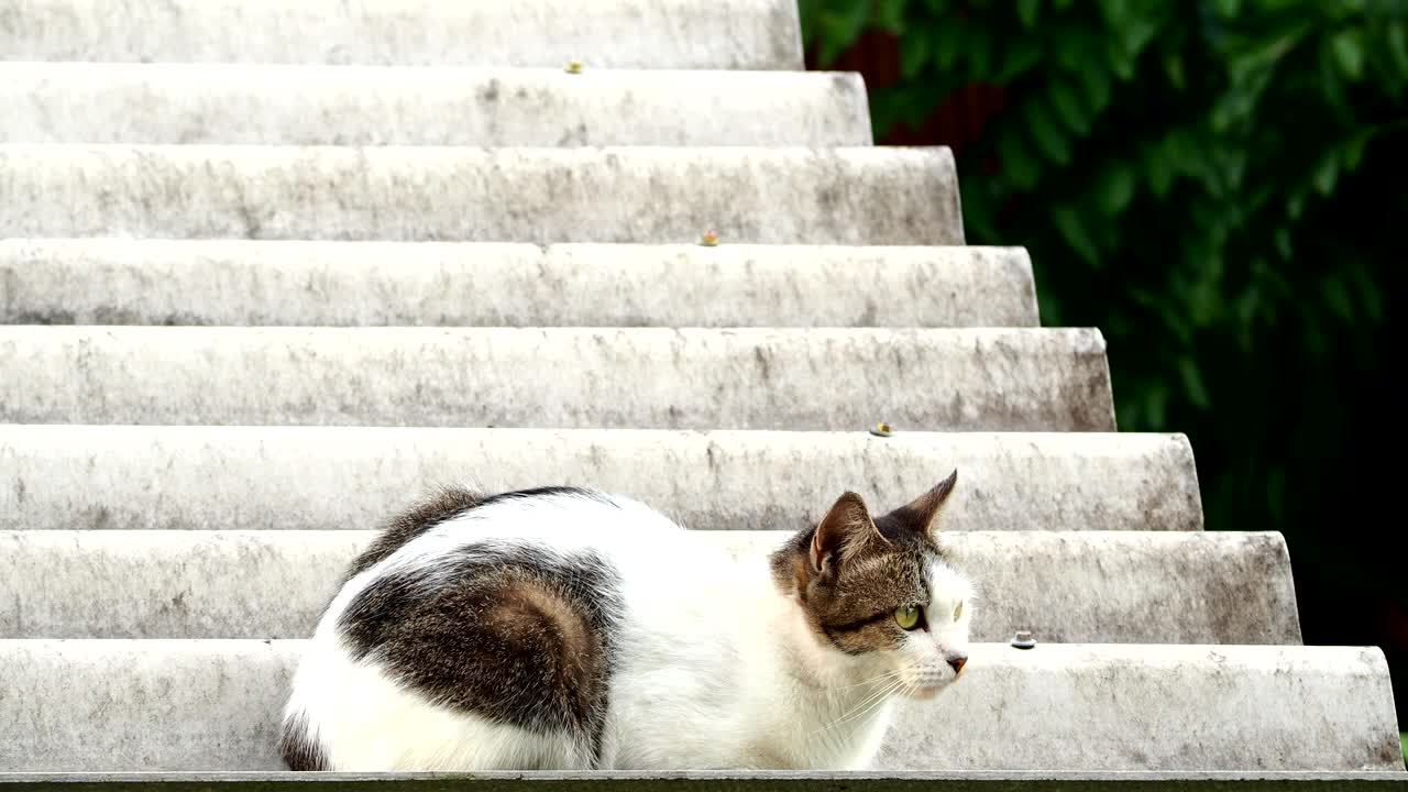 一只猫正坐在屋顶上视频下载