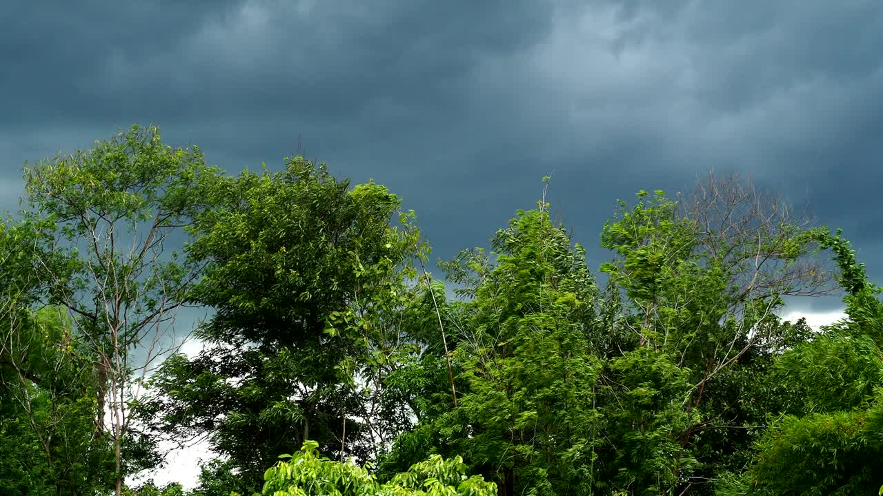 树木在暴风雨中移动得很快视频素材