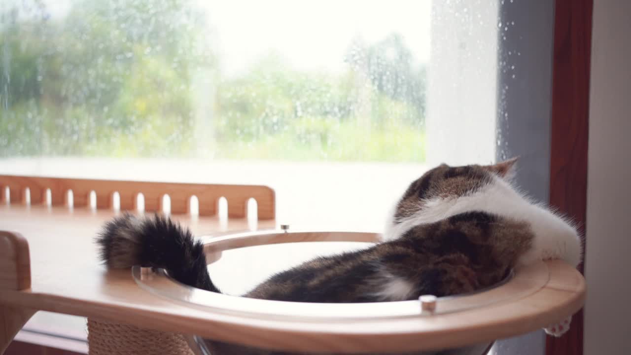 宠物护理的概念与游戏和快乐的感觉，猫看到雨滴在客厅的窗户上视频下载