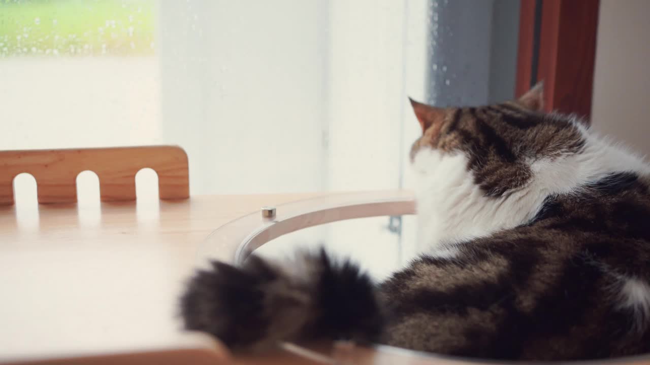 宠物护理的概念与游戏和快乐的感觉，猫看到雨滴在客厅的窗户上视频素材