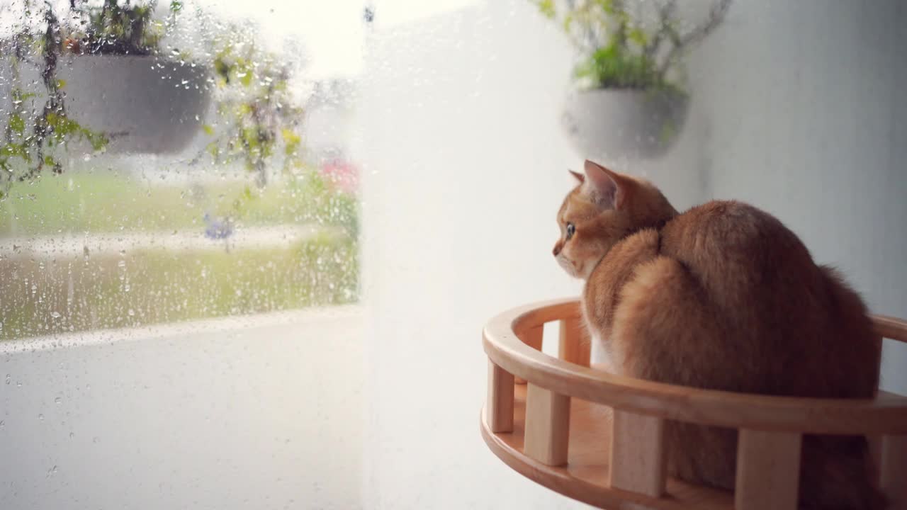 宠物护理的概念与游戏和快乐的感觉，猫看到雨滴在客厅的窗户上视频下载