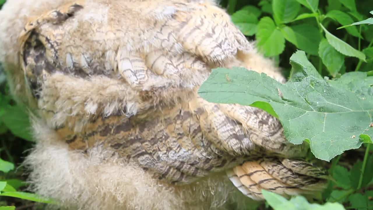 欧亚鹰鸮雏鸟站在绿草地上(噗噗)视频下载