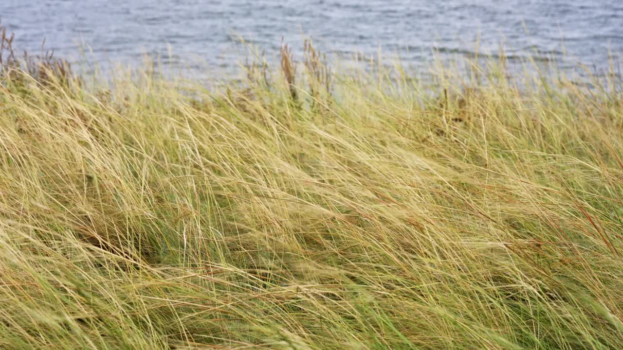 海浪冲击着海岸沿线的高草视频下载