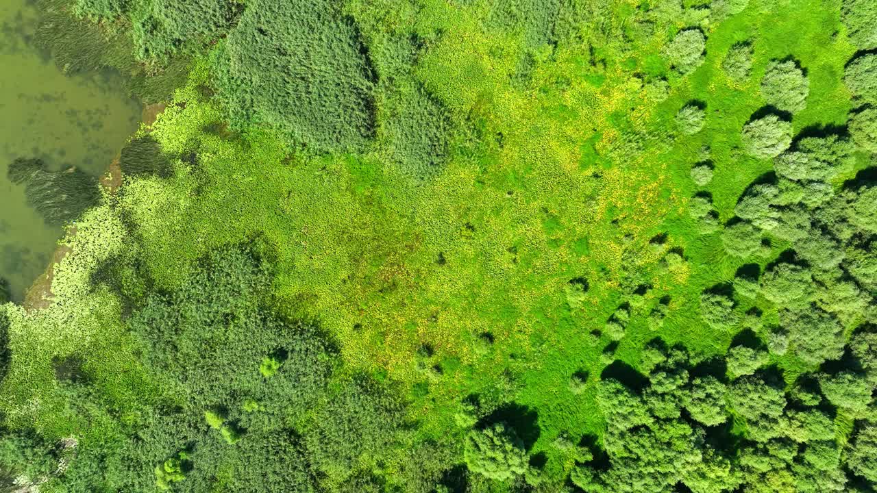 无人机在黑山斯卡达尔湖国家公园郁郁葱葱的湿地上空拍摄视频素材