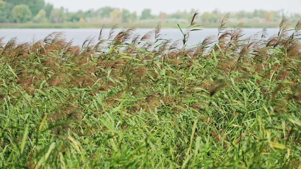 秋风吹过湖边的高草视频下载