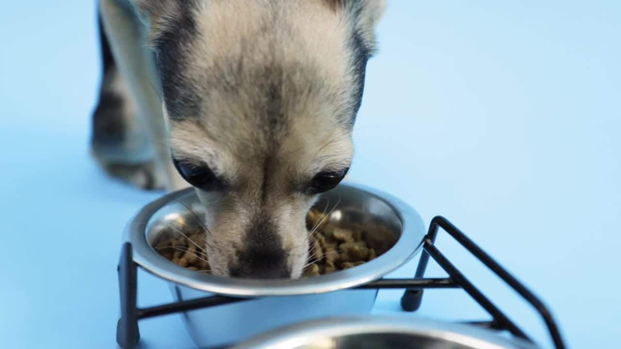 狗在碗里吃东西，小动物在享受美食，可爱的宠物在吃狗粮视频下载