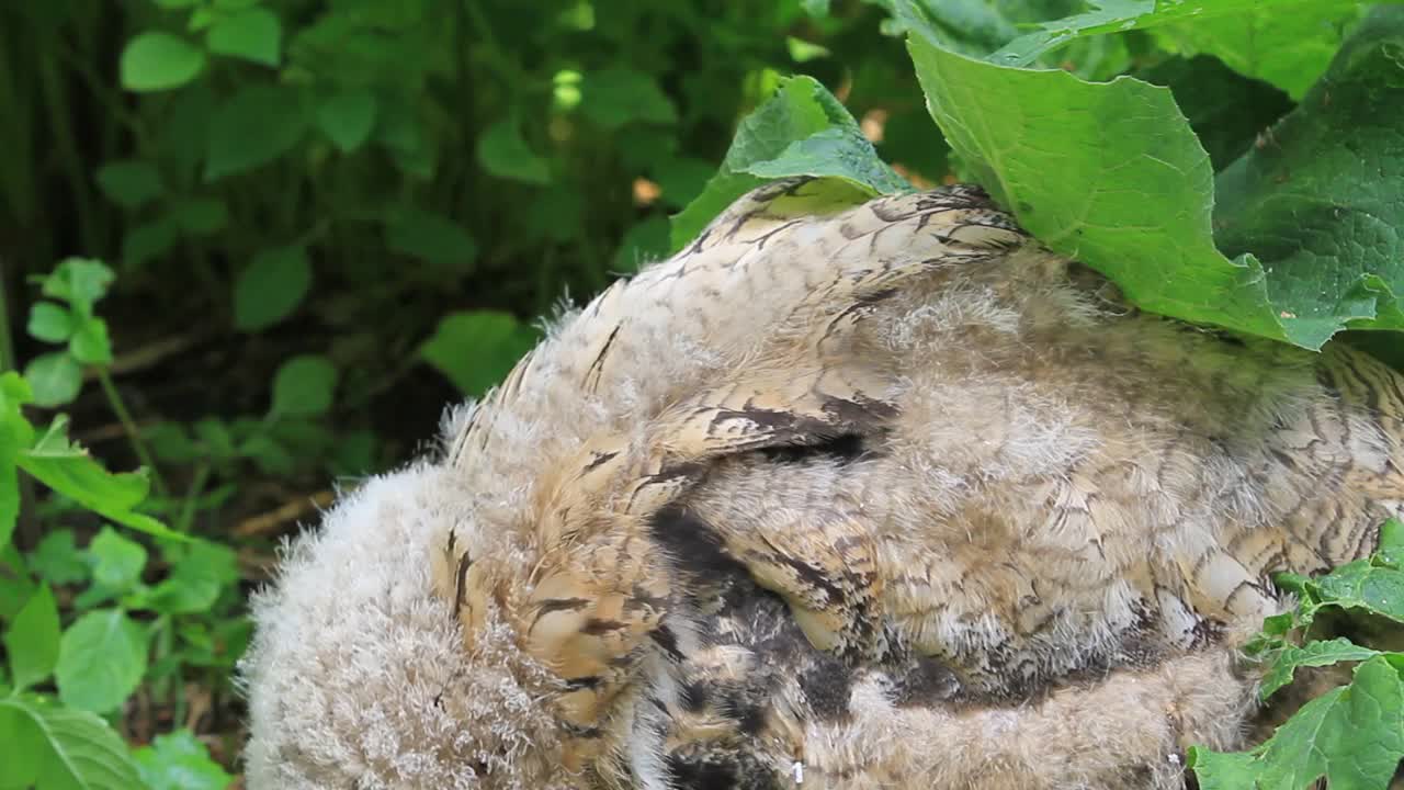 欧亚鹰鸮雏鸟站在绿草地上(噗噗)视频素材