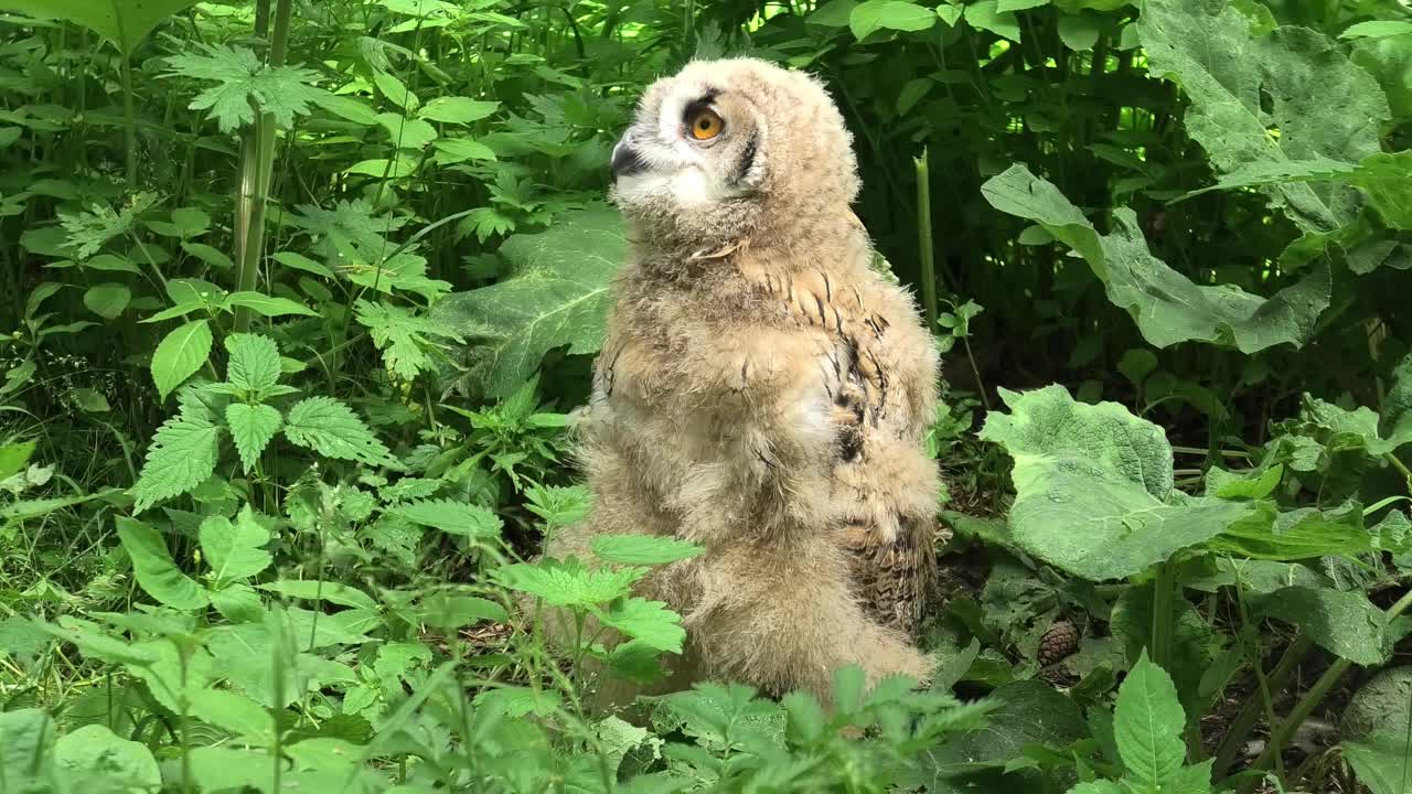 欧亚鹰鸮雏鸟站在绿草地上(噗噗)视频素材