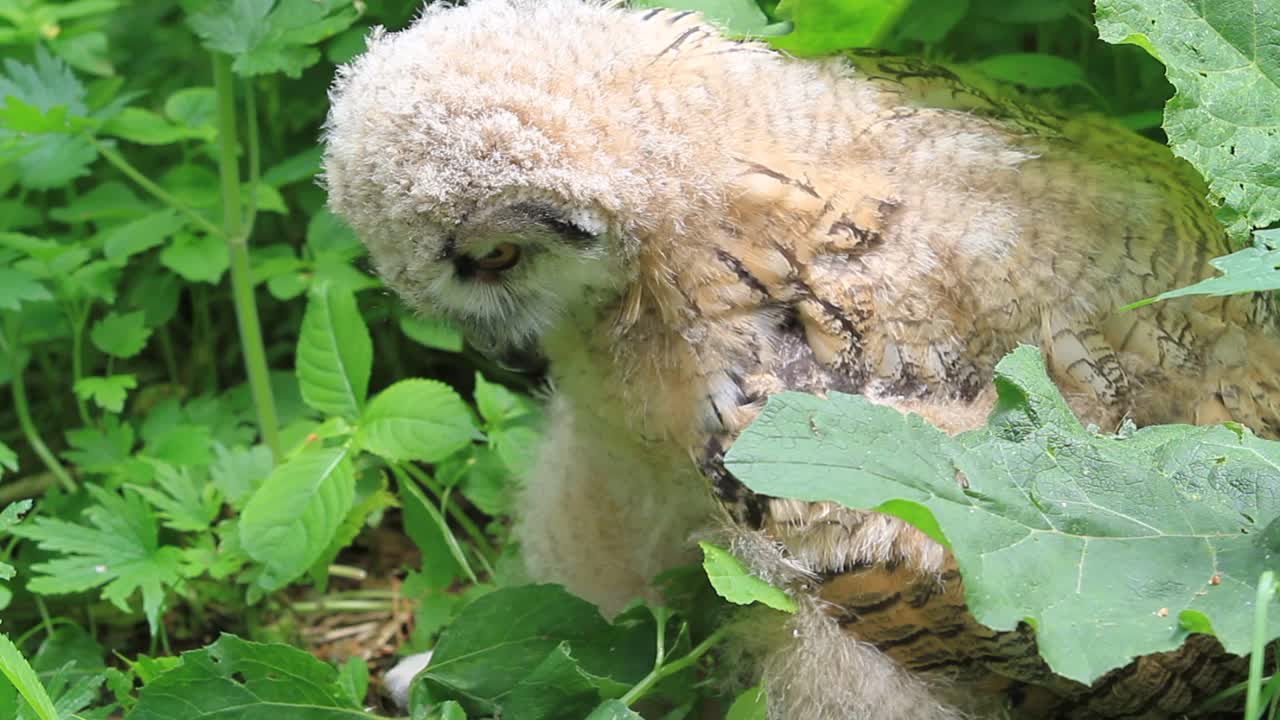 欧亚鹰鸮雏鸟站在绿草地上(噗噗)视频下载