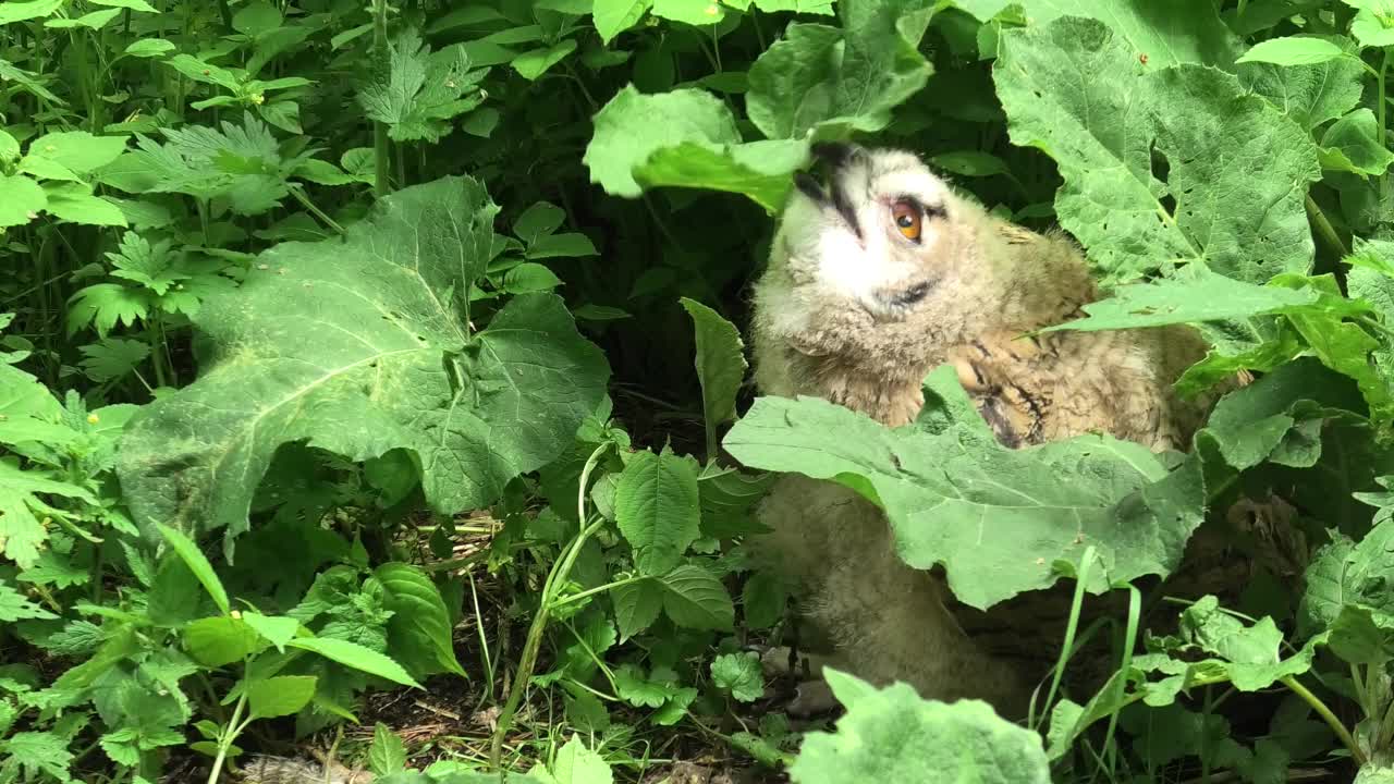 欧亚鹰鸮雏鸟站在绿草地上(噗噗)视频下载