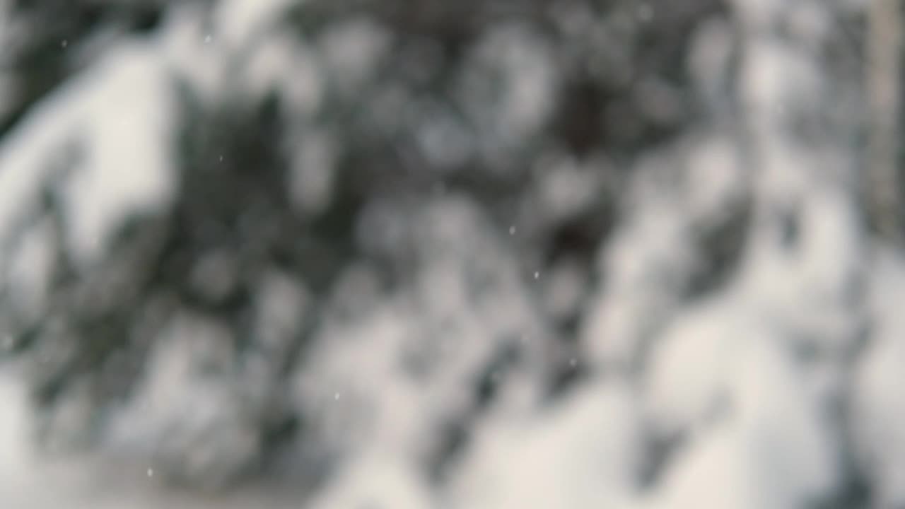 圣诞自然背景与美丽的绿色松枝和降雪。常青树和空气中的许多雪颗粒。冬季森林景观。副本的空间。超级慢动作视频片段视频素材