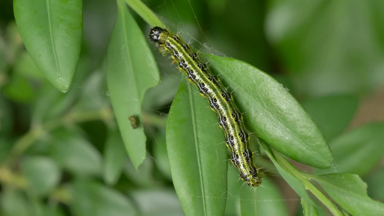 木蛾(Cydalima perspectalis)视频素材