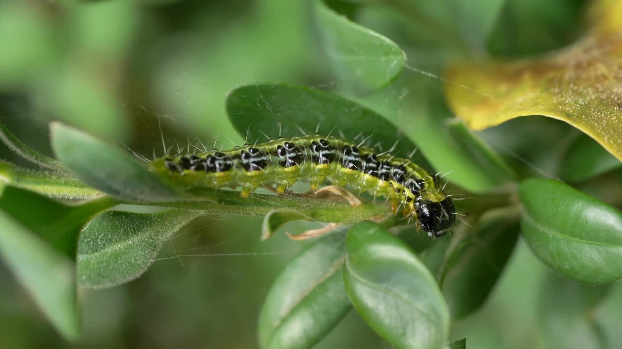 木蛾(Cydalima perspectalis)视频素材