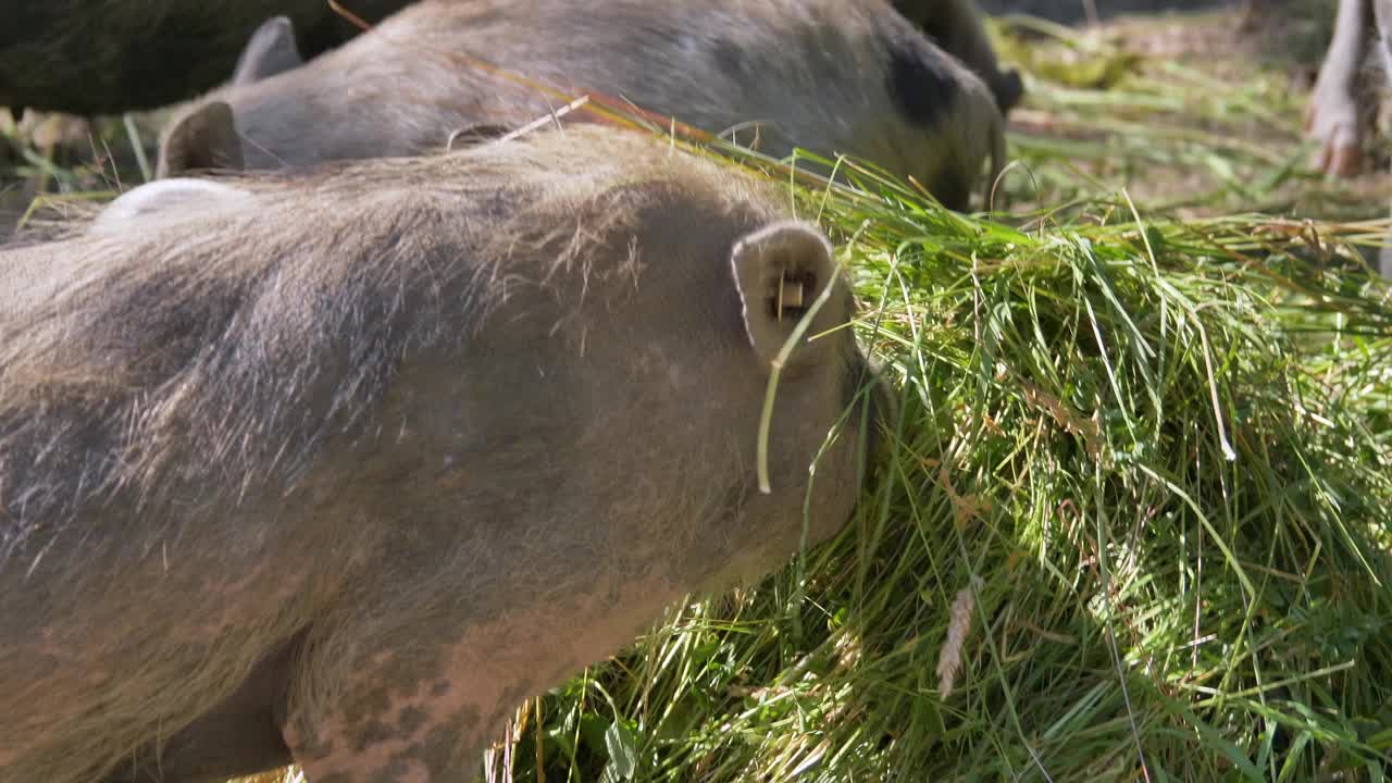 猪(Sus scrofa domestica)视频下载