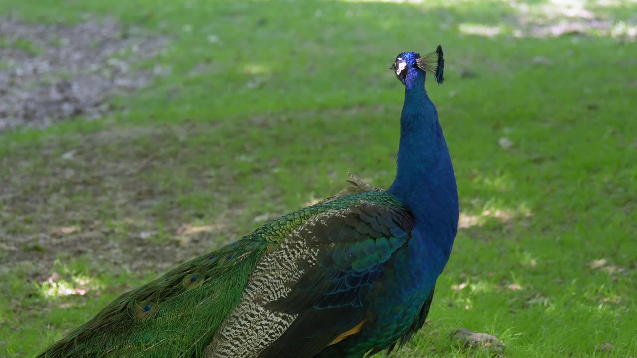 蓝孔雀(Pavo cristatus)视频下载