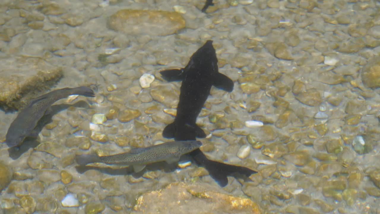 鲟鱼科虹鳟(Oncorhynchus mykiss)视频下载