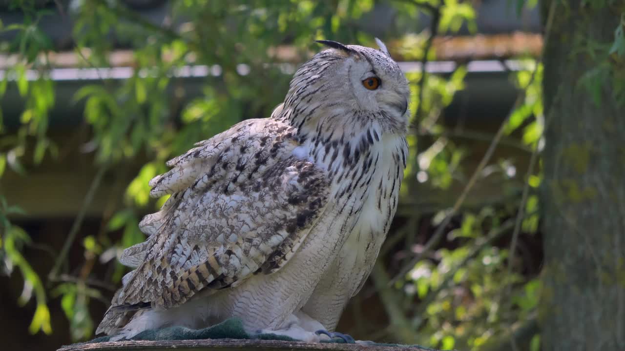 西伯利亚鹰鸮(学名:Bubo Bubo sibiricus)视频下载