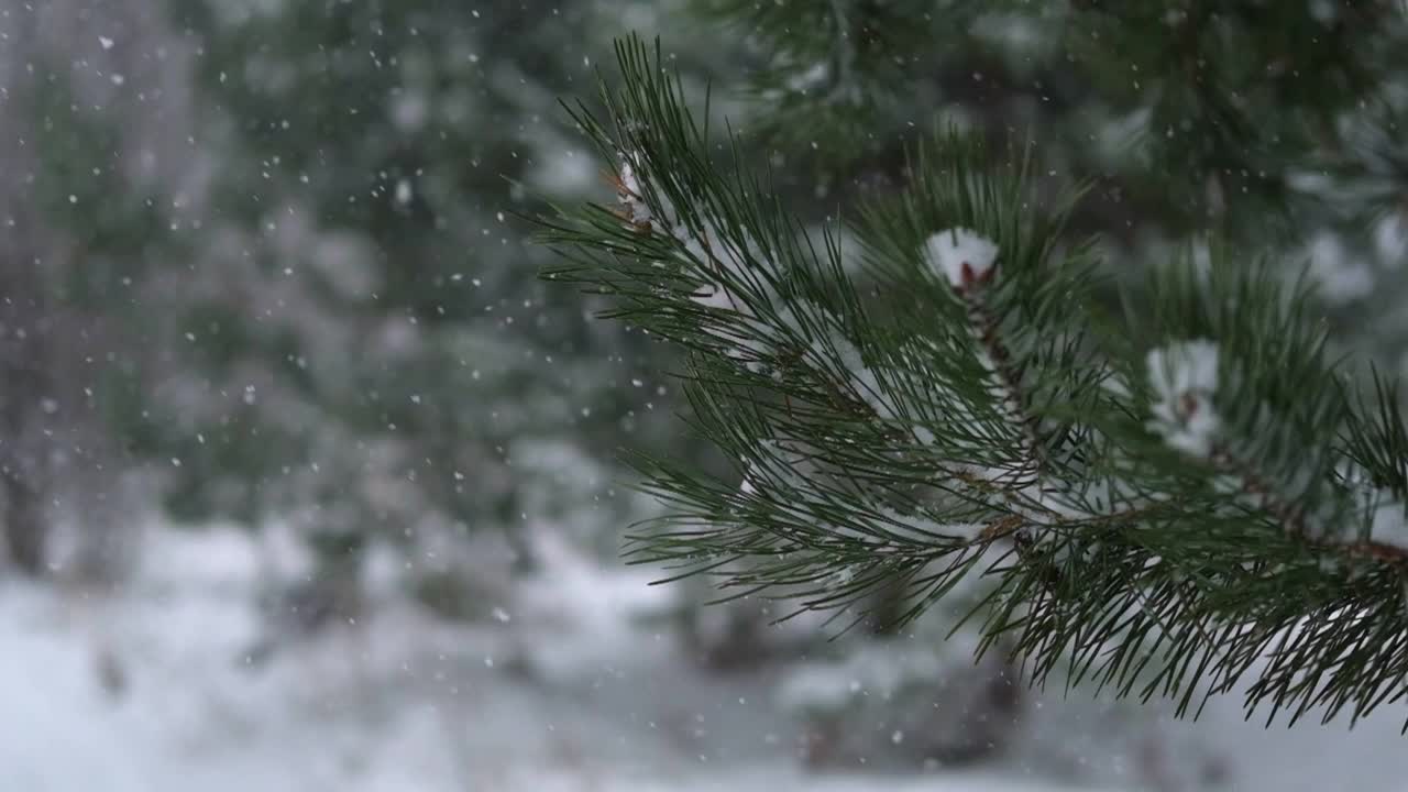 圣诞彩灯挂在常青树松树。冬天常绿的冷杉树枝和许多飘落的雪尘。降雪超级慢动作。白雪皑皑的云杉。自然背景视频片段视频下载