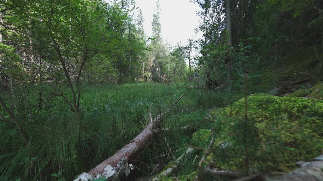 长满青苔的岩石和绿色植物，瑞典的夏季自然视频下载