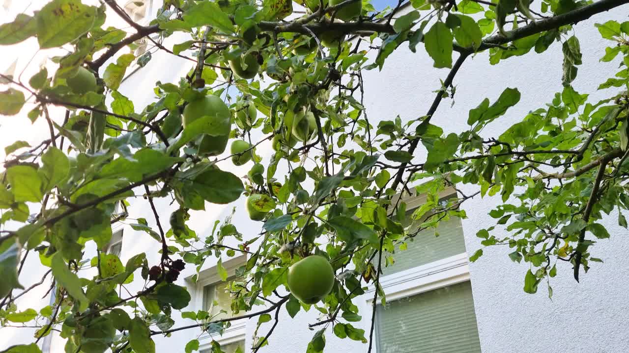 青苹果树视频下载