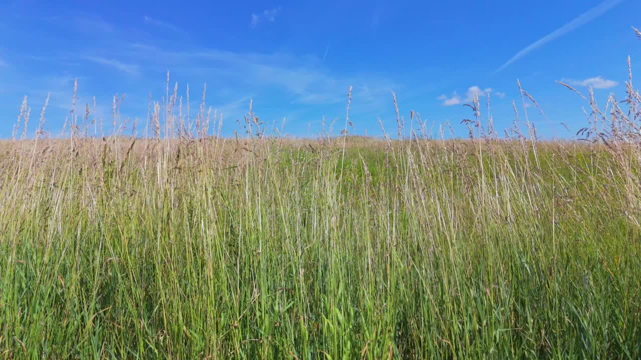 夏日的草地上，长草在风中轻轻摇曳。绿草如茵的花在风中吹着蓝天视频下载