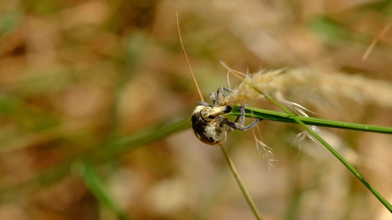 Larinus甲虫视频下载