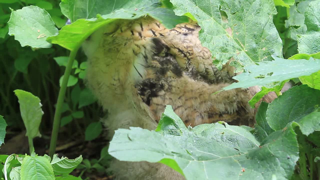 欧亚鹰鸮雏鸟站在绿草地上(噗噗)视频素材