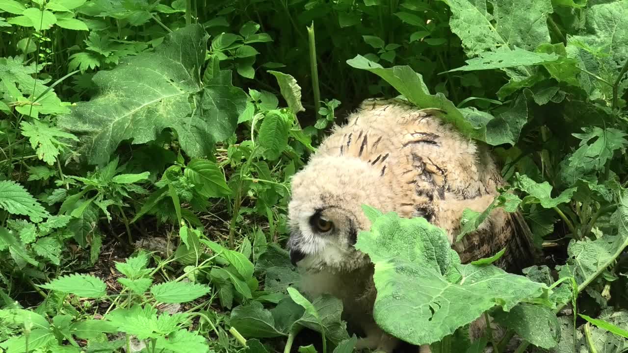 欧亚鹰鸮雏鸟站在绿草地上(噗噗)视频下载