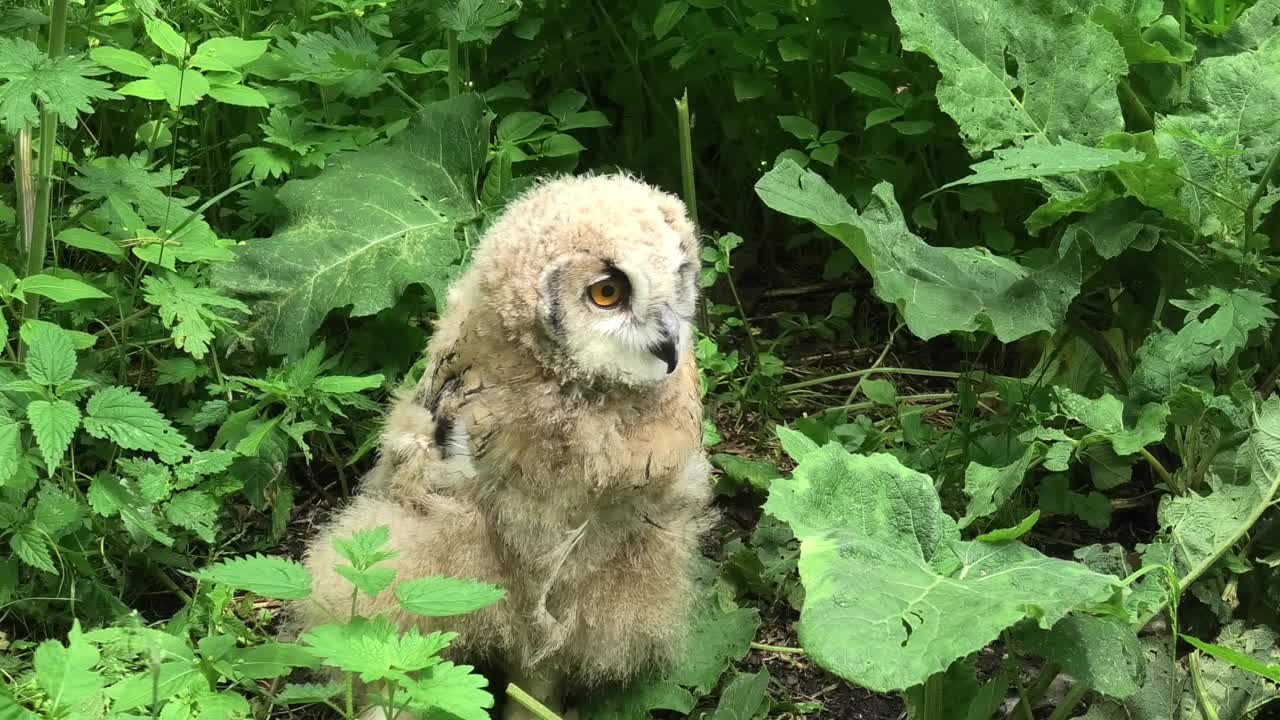 欧亚鹰鸮雏鸟站在绿草地上(噗噗)视频下载